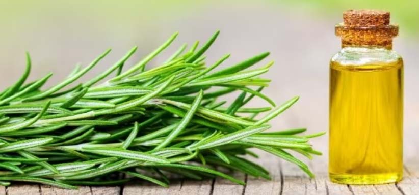 Can I use Rosemary Oil For Skin Care