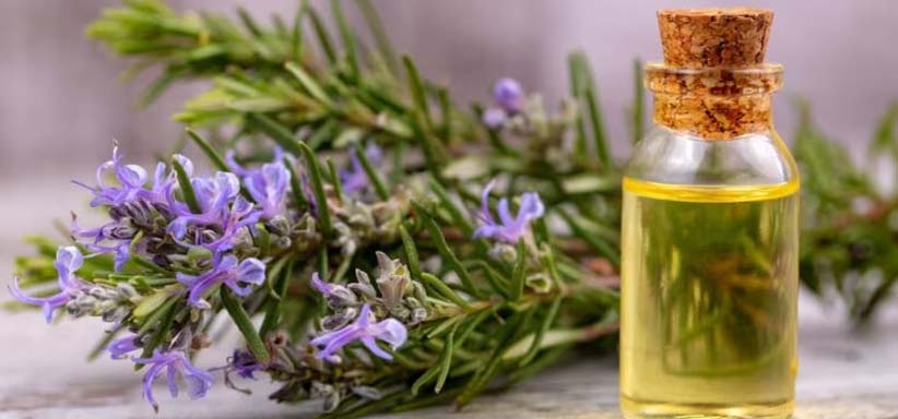 Rosemary Oil for Hair Growth 2